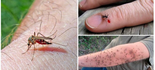 Чи можуть комарі закусали до смерті людини