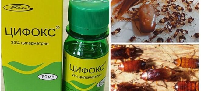 Ціфокс від тарганів – відгуки та інструкція із застосування