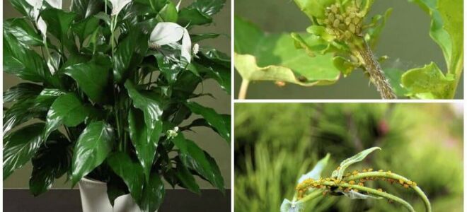 Як позбутися від попелиці на домашніх кольорах в домашніх умовах