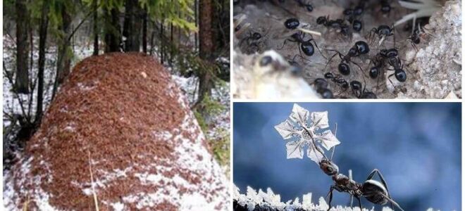 Де і як зимують мурахи