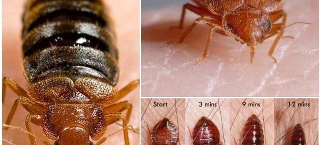 Постільні клопи – фото і опис