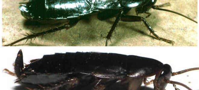 Чорні таргани в квартирі і як позбутися від них