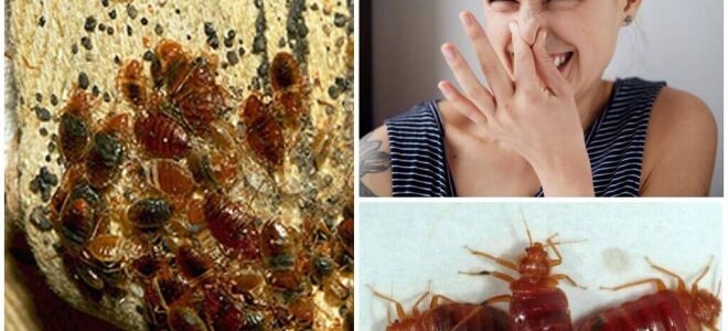 Як і чим пахнуть клопи