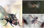 Швидкість мухи, як літає муха – читайте!