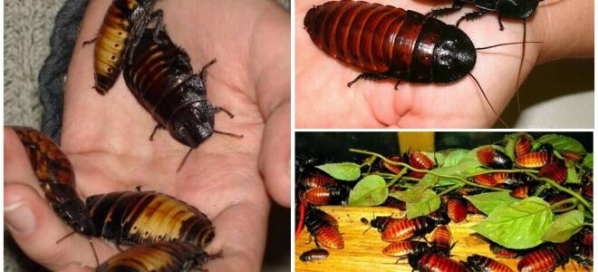 Мадагаскарський тарган шиплячий – фото і опис