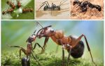 Яку користь приносять мурахи лісі і людям