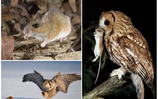 Одна сова знищує за літо до 1000 польових мишей