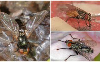 Види мух: фото, назви і опис