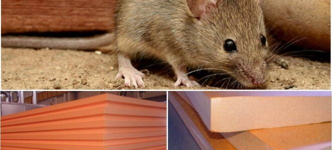 Гризуть чи миші Піноплекс