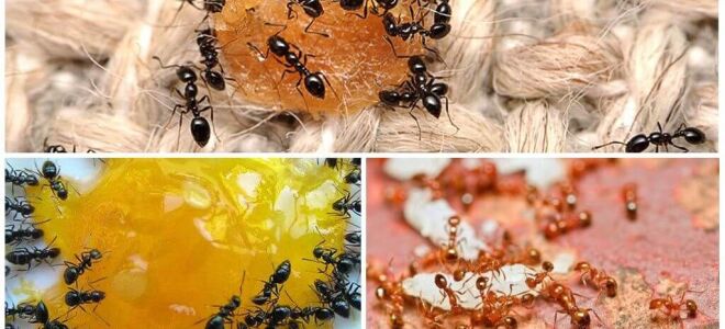 Як назавжди позбутися від мурашок в городі