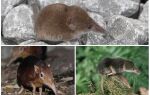 Миша з довгим носом – фото і опис