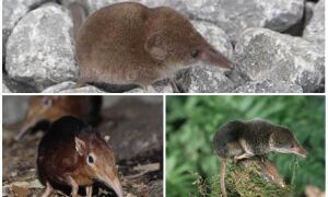 Миша з довгим носом – фото і опис