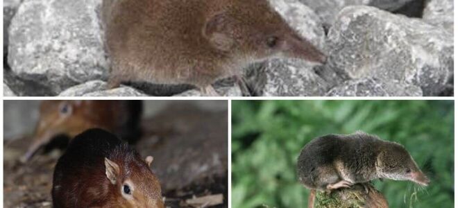 Миша з довгим носом – фото і опис