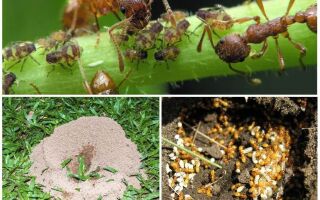 Лісові мурахи в саду: користь і шкода