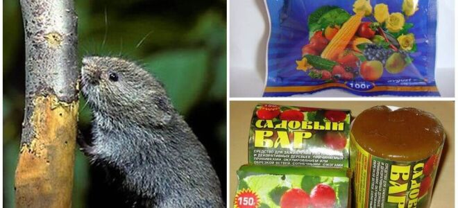 Що робити якщо миші погрузли кору яблуні