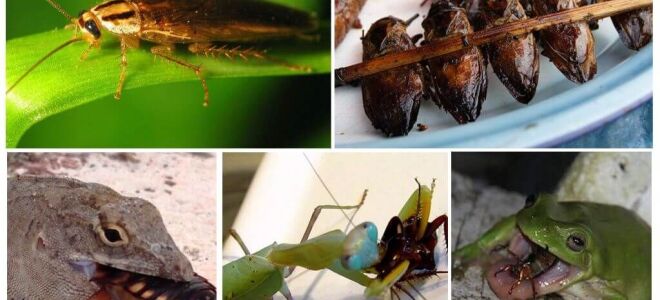 Хто їсть тарганів з тварин