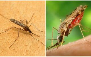 Укус малярійного комара – наслідки і допомогу