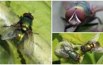 Гнойова муха: фото і опис