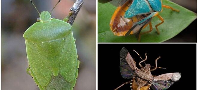 Клопи літають чи ні