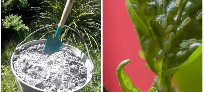 Зола від попелиці – застосування