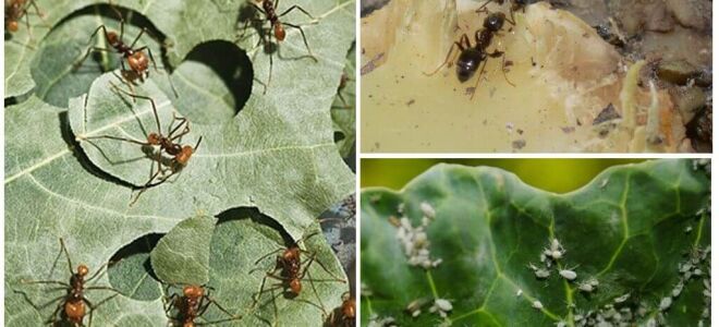 Що робити, якщо мурахи їдять капусту