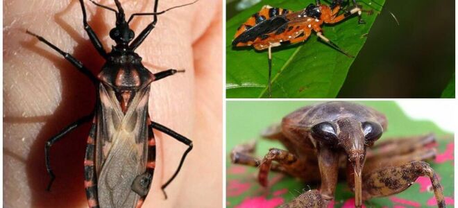 Триатомові клоп (клоп-убивця, поцілункового клоп)