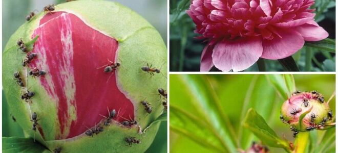 Як позбутися від мурашок на півонії народними засобами