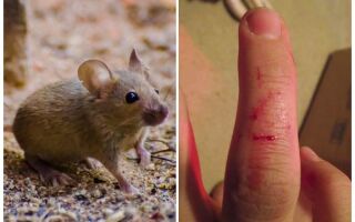 Що робити якщо вкусила миша, симптоми і наслідки укусу