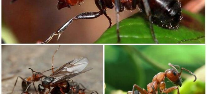 Види мурах – опис і фото з назвами
