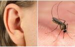 Що робити, якщо комар залетів у вухо