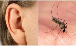 Що робити, якщо комар залетів у вухо