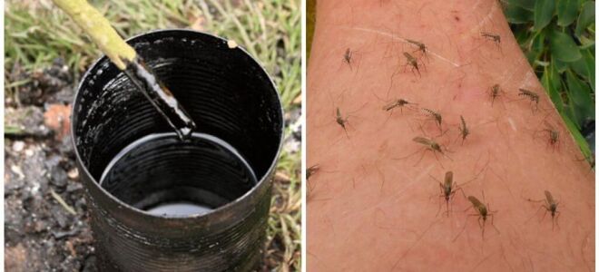 Березовий дьоготь від комарів і мошок