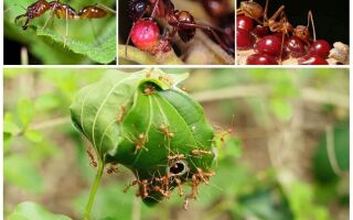 Що їдять мурахи в домашніх умовах і природі