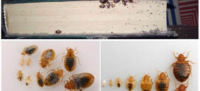 Як виглядають личинки клопів – фото і опис