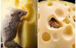 Чи їдять миші сир