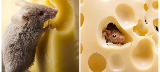 Чи їдять миші сир