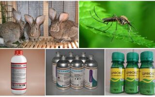 Як захистити кроликів від комарів на вулиці і в крільчатнику