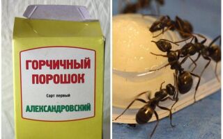 Як позбутися гірчицею від мурах в городі