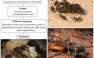 Цікаві факти про мурах
