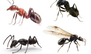 Скільки ніг у мурахи
