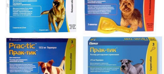 Краплі Практик для собак від бліх та кліщів – інструкція із застосування, відгуки