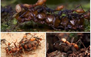 Мурахи вбивці – найнебезпечніші мурахи в світі