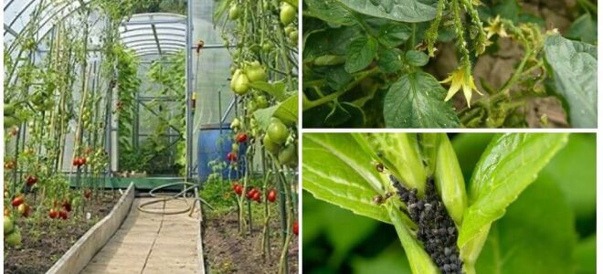 Як позбутися від попелиці в теплиці