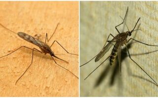 Опис і фото малярійних комарів