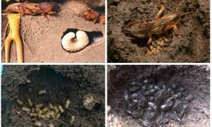 У чому відмінність личинки хруща і капустянки – фото і опис