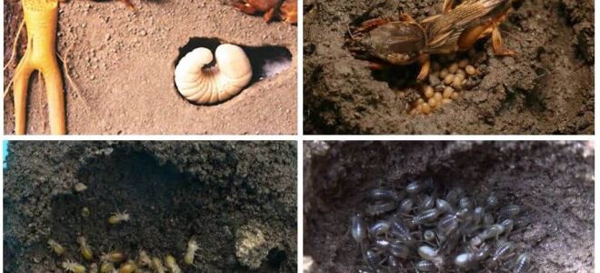 У чому відмінність личинки хруща і капустянки – фото і опис