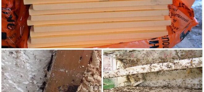 Мурахи в ПЄНОПЛЕКС і пінопласт