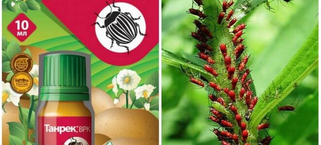 Танрек від попелиці та білокрилки – відгуки, інструкція із застосування