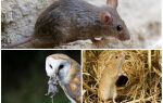 Скільки живуть миші