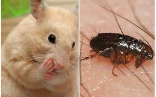 Чи бувають блохи у хом’яків